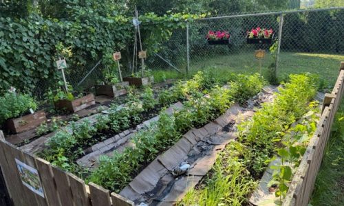 Cap-Santé, potager